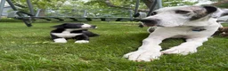 Great Dane dogs for sale: Ponza “Tank”  - Ad 5