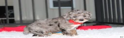 Miniature Poodle dogs for sale:  Banjo - Ad 5
