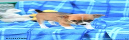 Mixed Breed dogs for sale: Theia - Ad 3