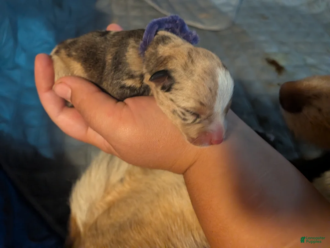 Mixed Breed dogs for sale: Purple collar girl - Ad 1