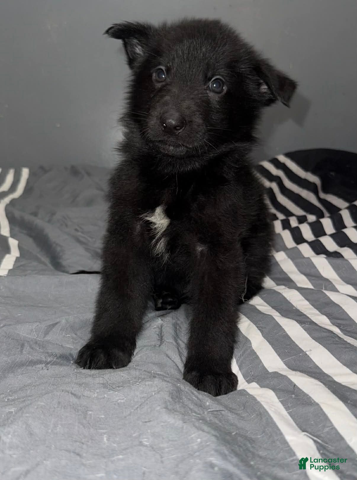 German Shepherd dogs for sale: Coal - Ad 2