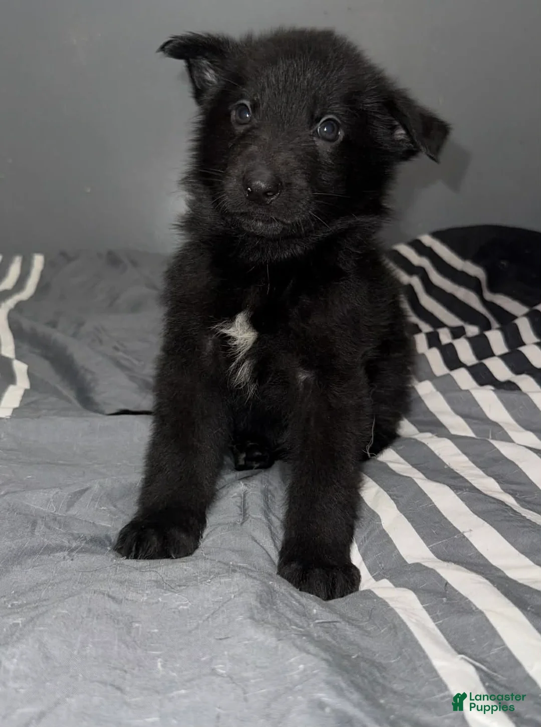 German Shepherd dogs for sale: Coal - Ad 1