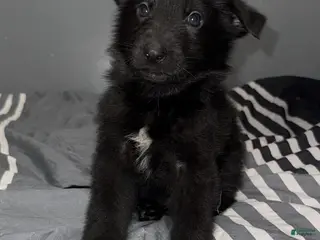 German Shepherd dogs for sale: Coal - Ad 2