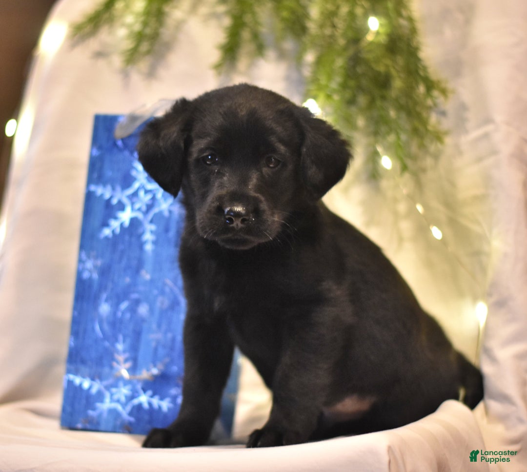 Gallery Image {{count}}