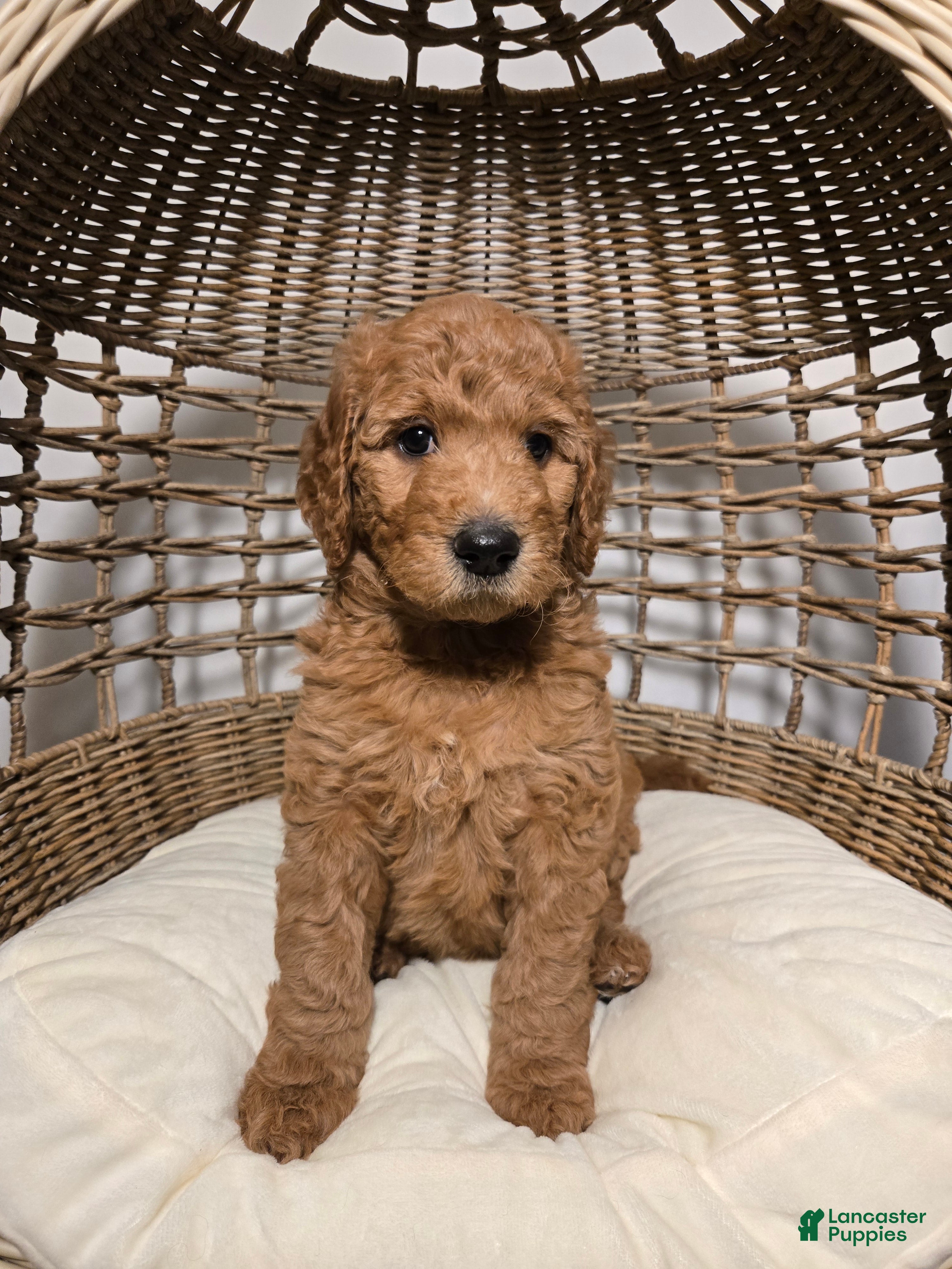 Goldendoodle dogs Ginger - Ad 35