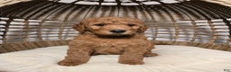 Goldendoodle dogs for sale: Ginger - Ad 1