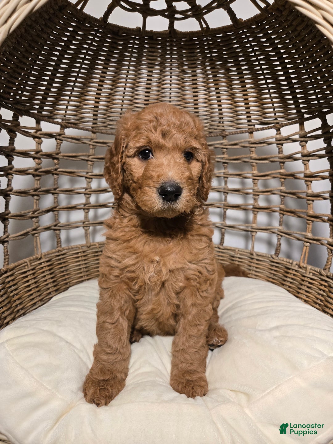 Goldendoodle dogs for sale: Ginger - Ad 1