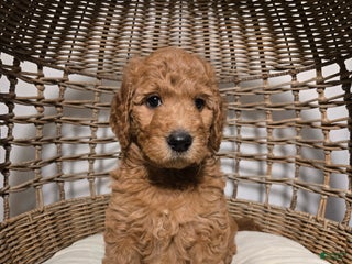 Goldendoodle dogs Ginger - Ad 35