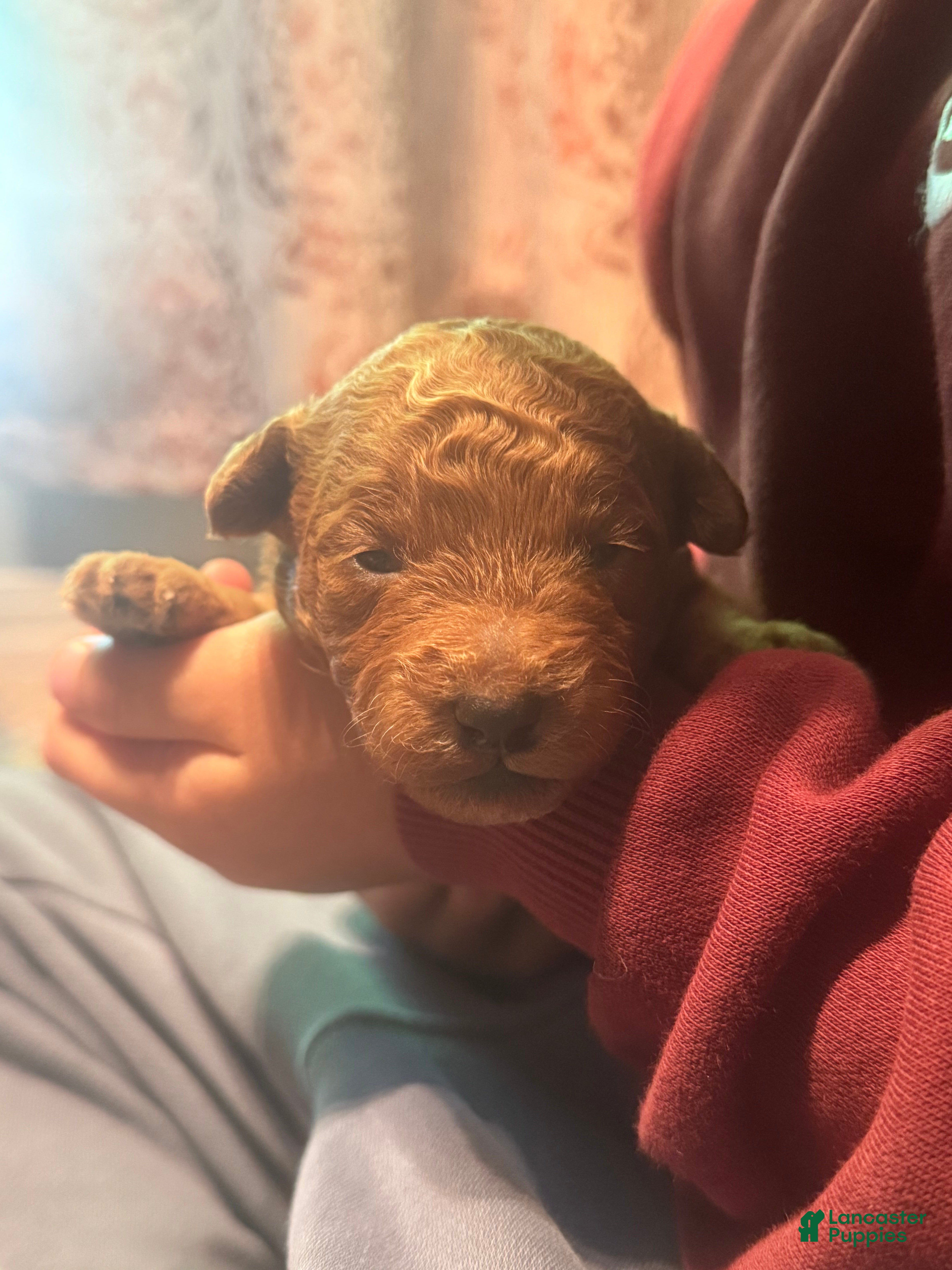 Double Doodle dogs Double Doodle Puppy 1 - Ad 1