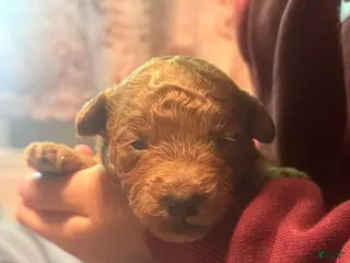 Double Doodle dogs Double Doodle Puppy 1 - Ad 1