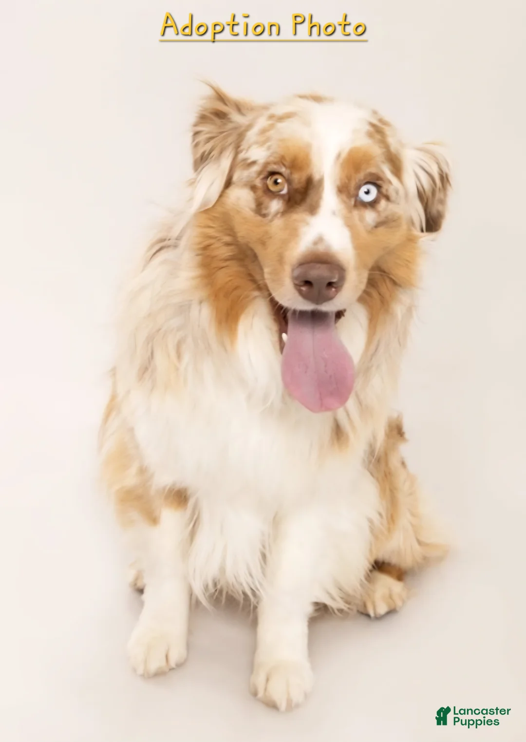 Mixed Breed dogs for sale: Female (Wendy) - Ad 5