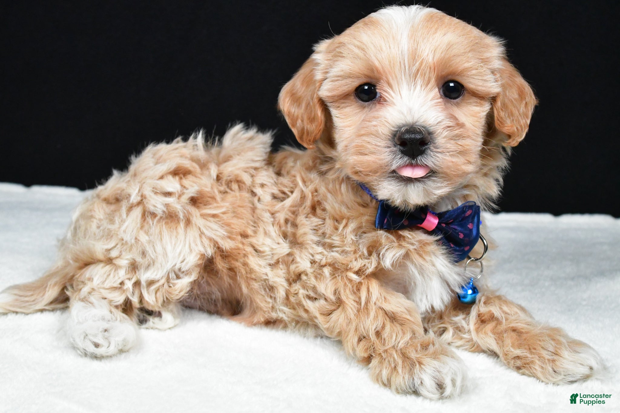 Maltipoo dogs Ace - Ad 1