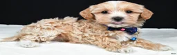 Maltipoo dogs for sale: Ace - Ad 1