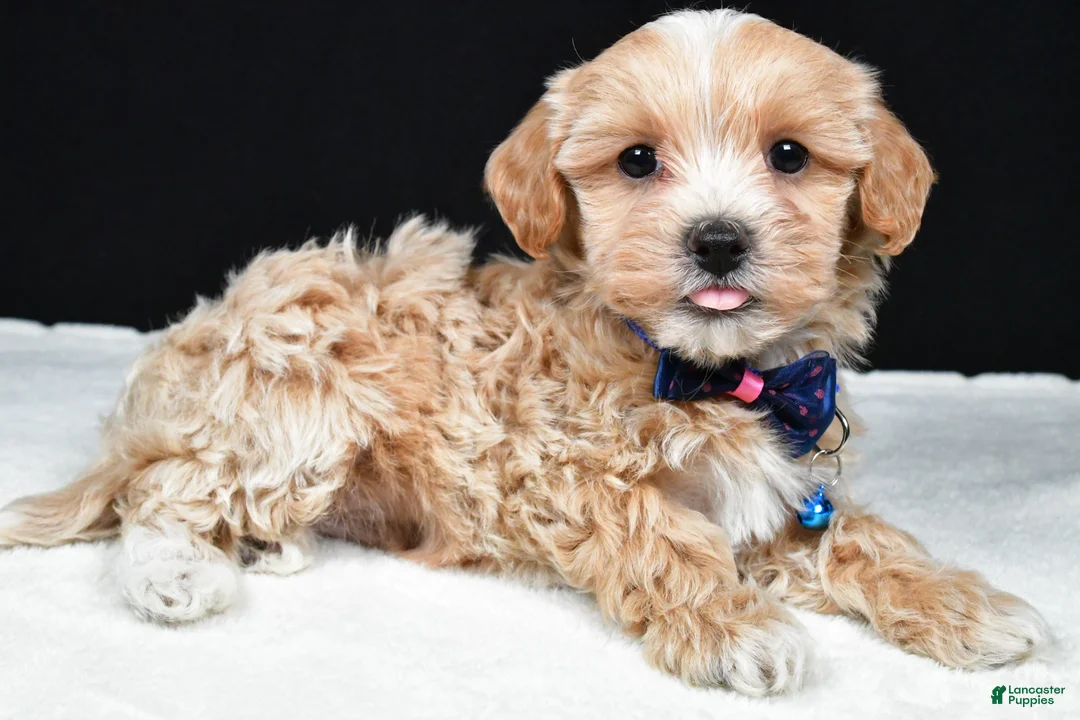 Maltipoo dogs for sale: Ace - Ad 1