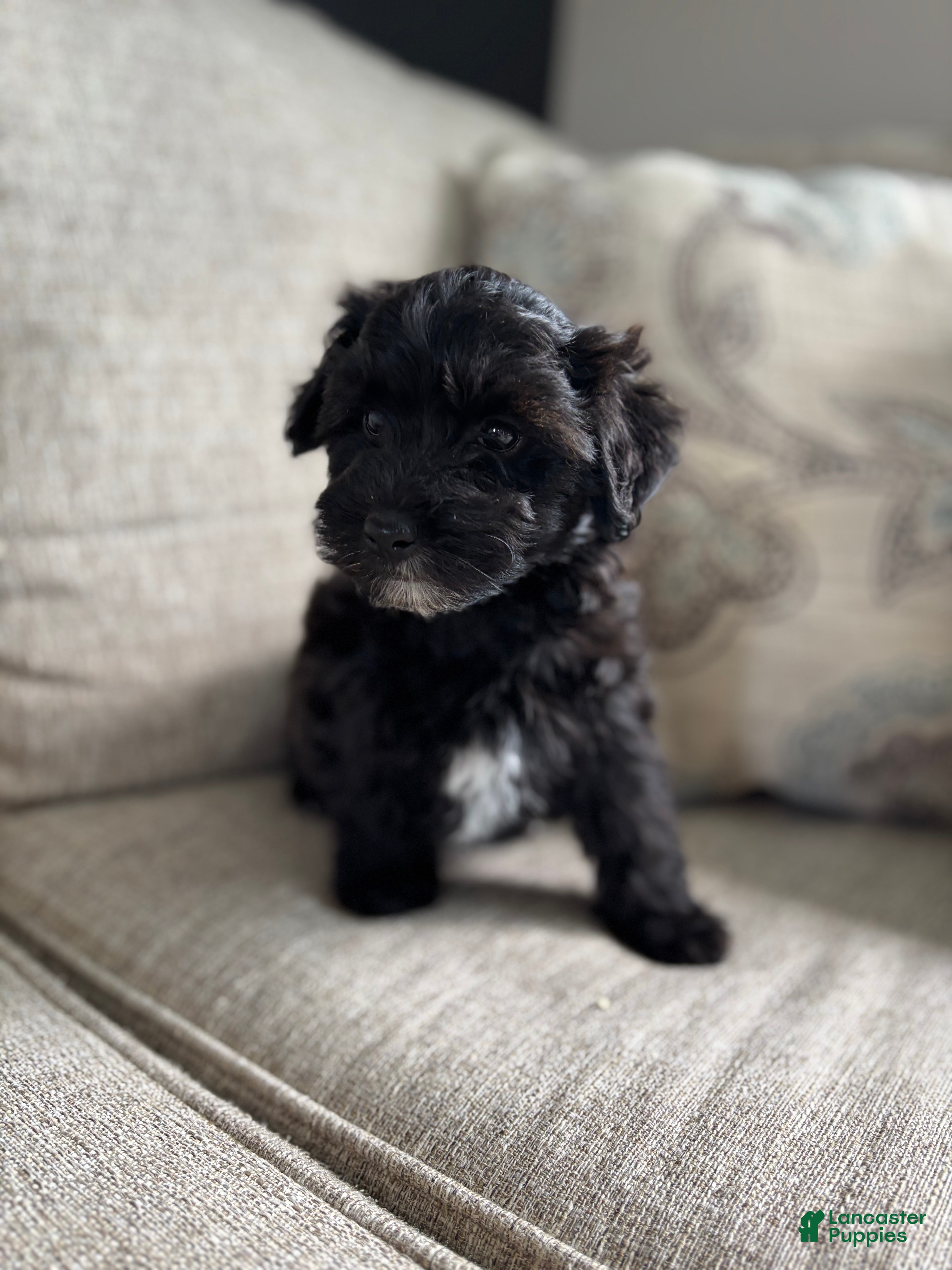 Maltipoo dogs Mickey - Ad 2