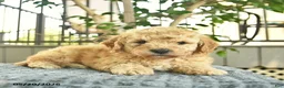 Mini Goldendoodle dogs for sale: Apollo  - Ad 2