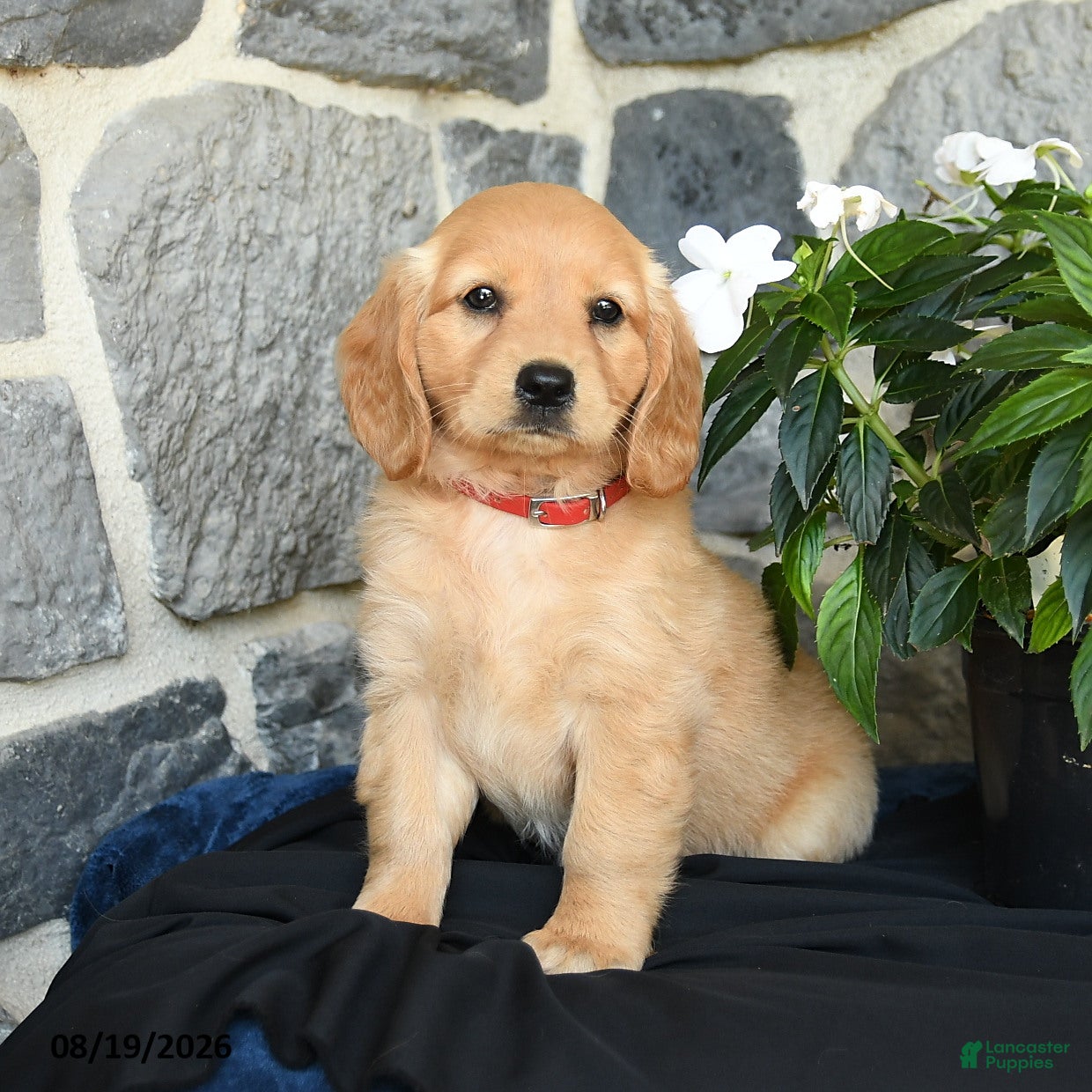 Miniature Golden Retriever dogs Wendy - Ad 2