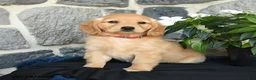 Miniature Golden Retriever dogs for sale: Wendy - Ad 2