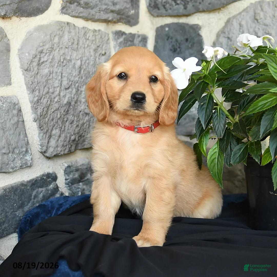 Miniature Golden Retriever dogs for sale: Wendy - Ad 2