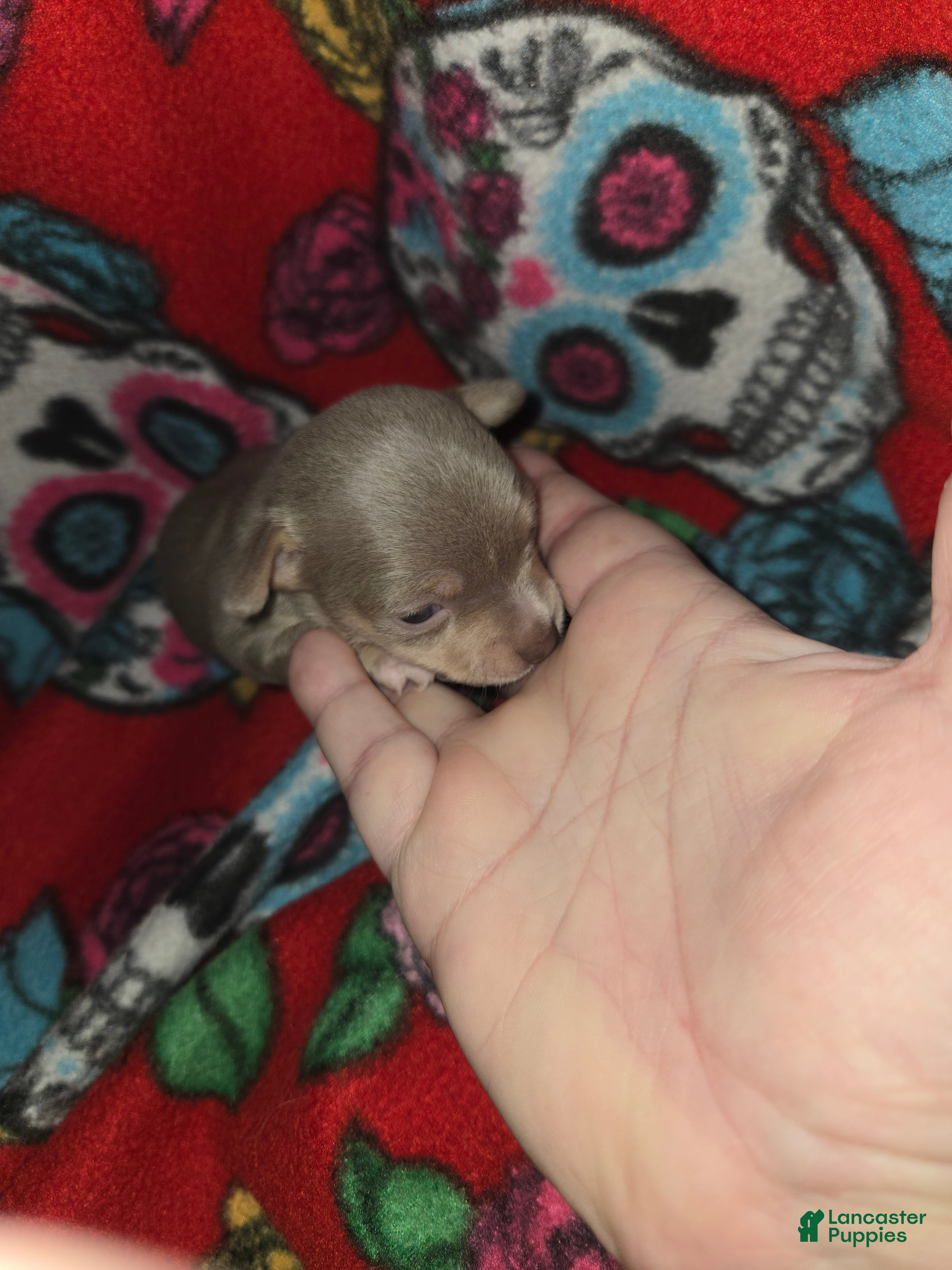 Chihuahua dogs Blue Girl - Ad 1