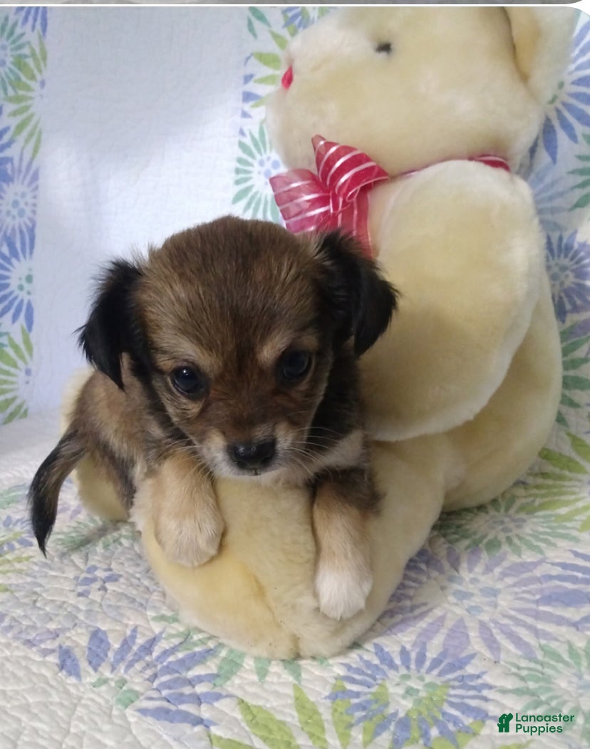 Chihuahua Mix Chiweenie Puppies For Sale Craigslist Buy Chiweenie