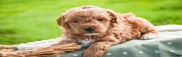 Miniature Poodle dogs for sale: Pedro - Ad 5