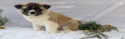 Akita dogs for sale: Trevor - Ad 30