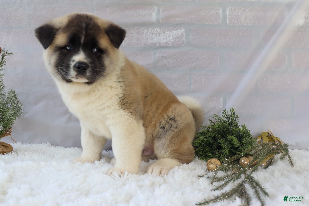 Akita dogs for sale: Trevor - Ad 30