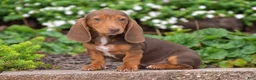 Miniature Dachshund dogs for sale: Trooper - Mini - Ad 1