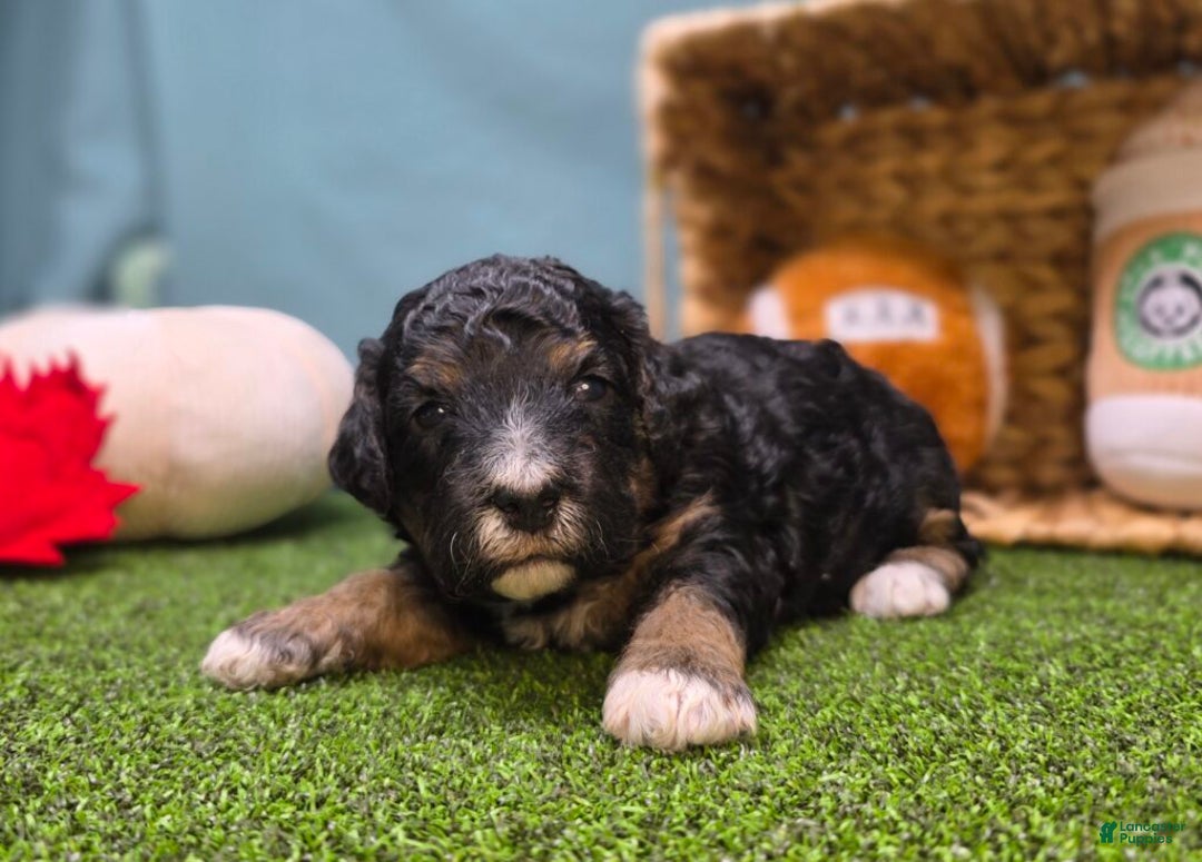 Mini Bernedoodle dogs for sale: Winnie - Ad 1