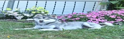 Pomsky dogs for sale: April - Ad 6
