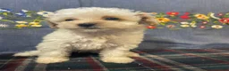 Toy Poodle dogs for sale: Juliet - Ad 3
