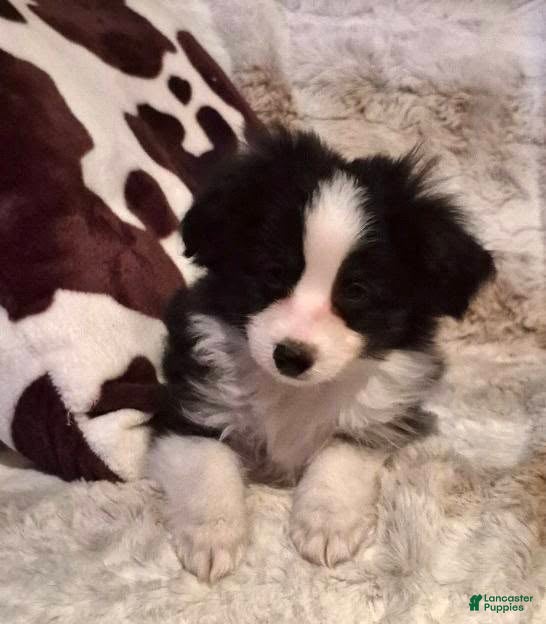 Toy Australian Shepherd dogs Toy Australian Shepherd Puppy 1 - Ad 6