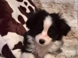 Toy Australian Shepherd dogs Toy Australian Shepherd Puppy 1 - Ad 6