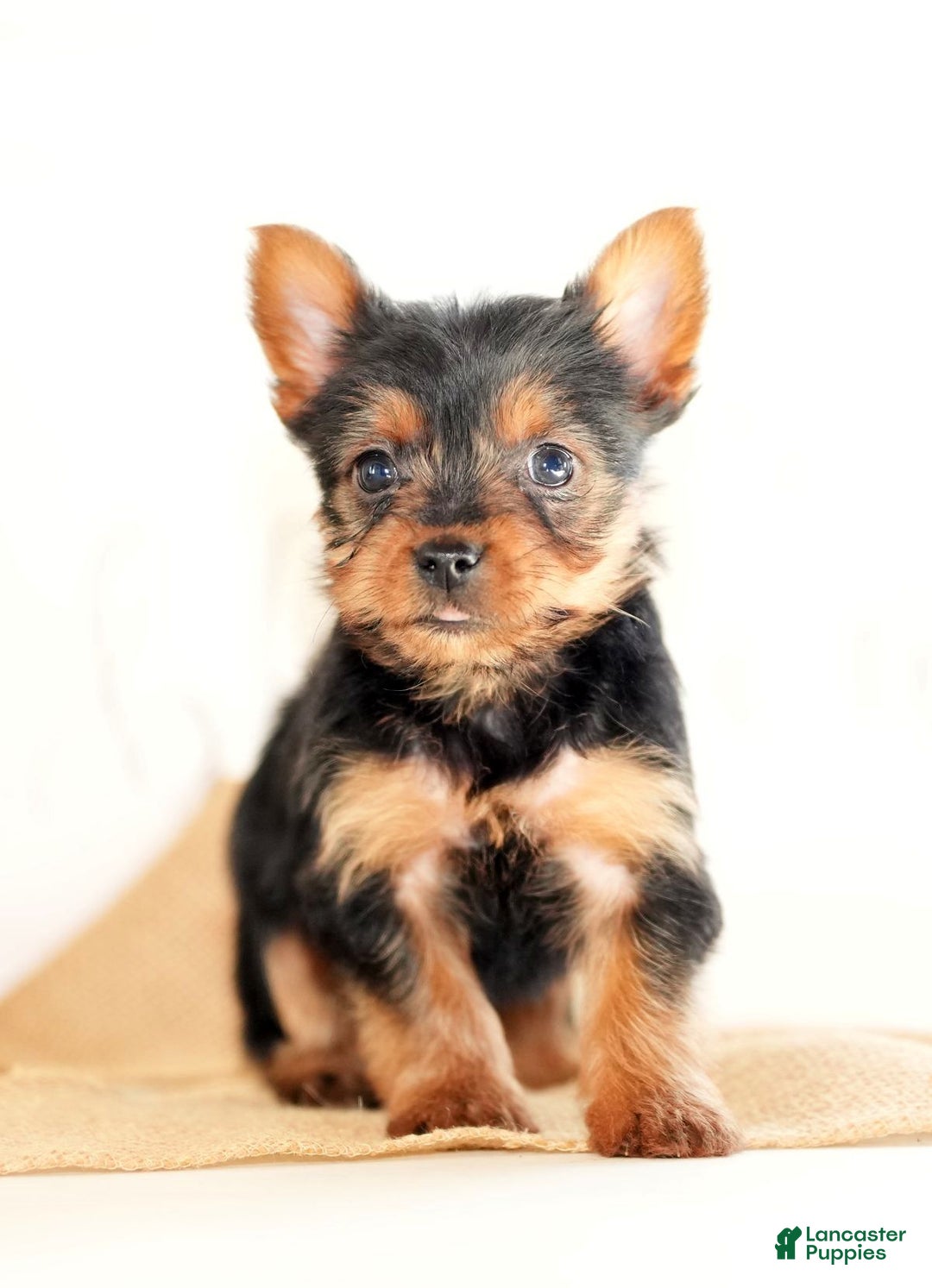 Morkie dogs for sale: Poppy - Ad 6