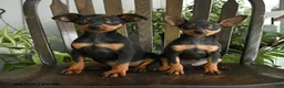 Miniature Pinscher dogs for sale: Plato - Ad 3