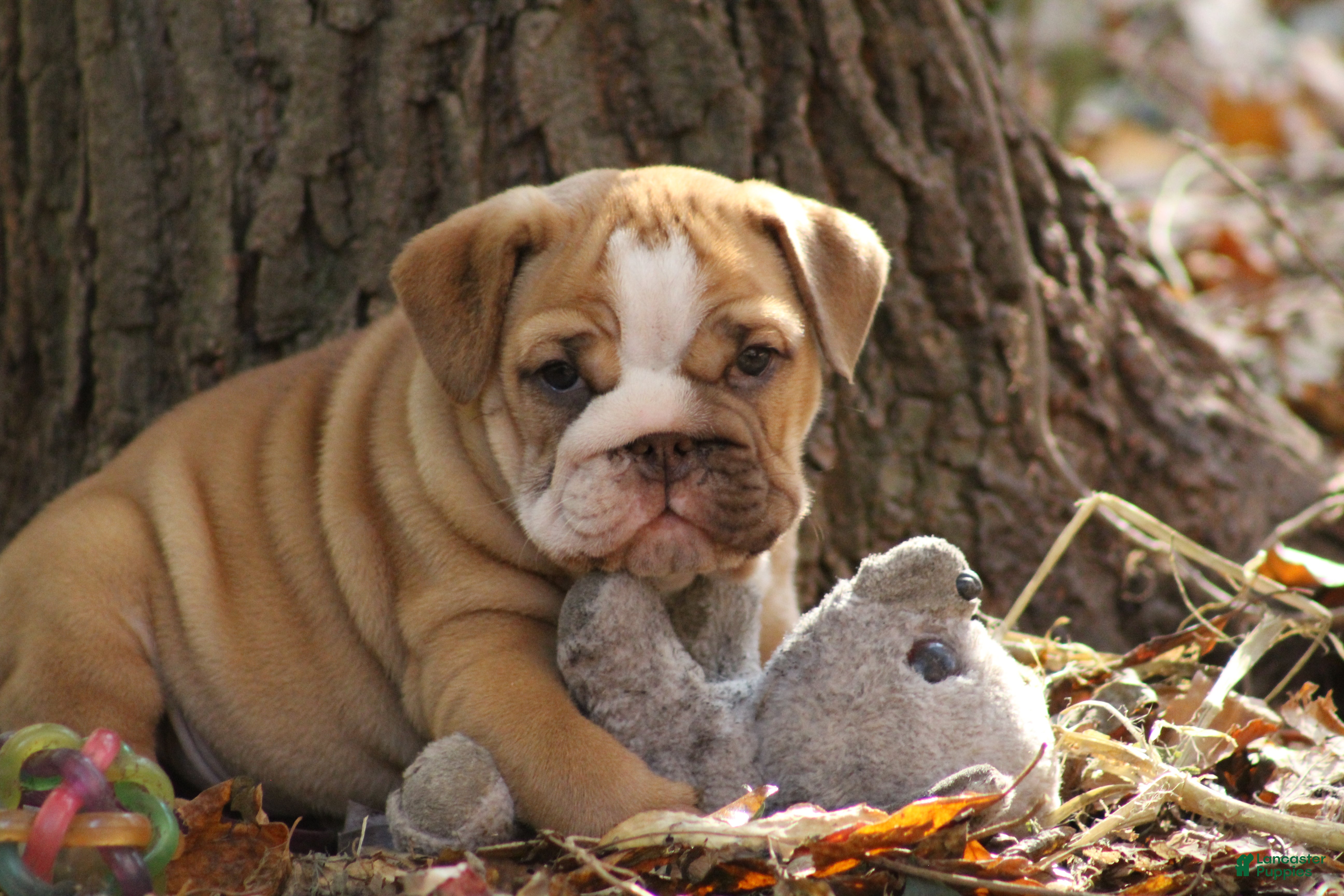 English Bulldog dogs for sale: Buttercup - Ad 2