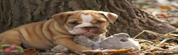 English Bulldog dogs for sale: Buttercup - Ad 2