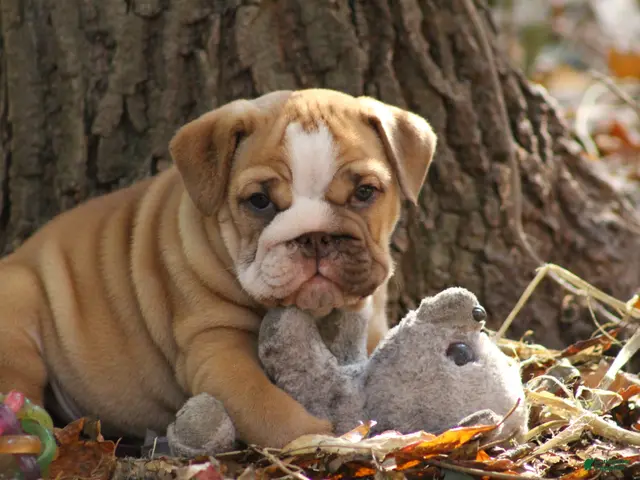 English Bulldog dogs for sale: Buttercup - Ad 2