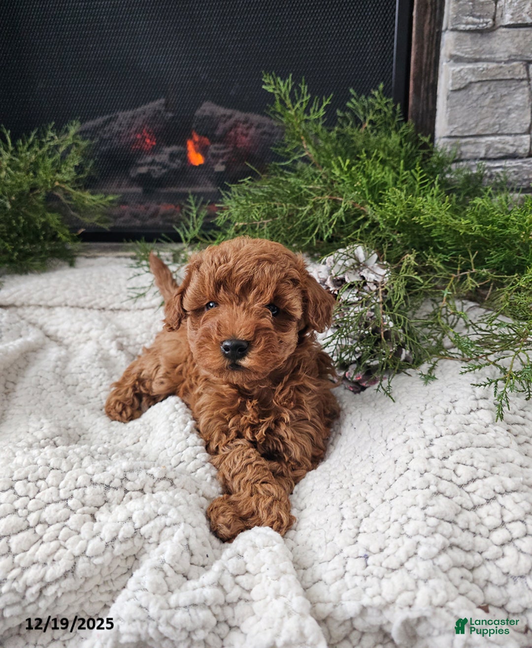 Mini Goldendoodle dogs for sale: Bee - Ad 1