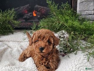 Mini Goldendoodle dogs Bee - Ad 5