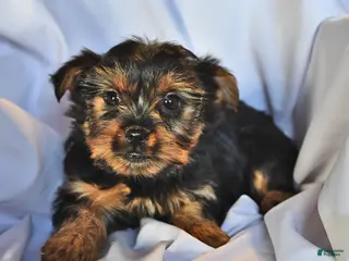 Yorkshire Terrier dogs Sage - Ad 17