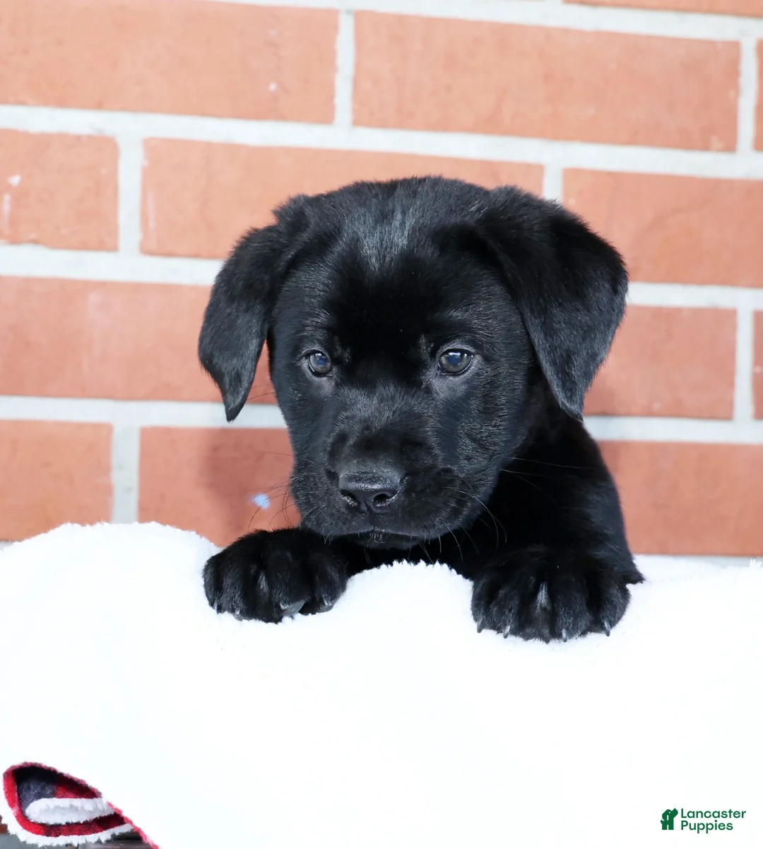 Labrador Retriever dogs for sale: Kory - Ad 6