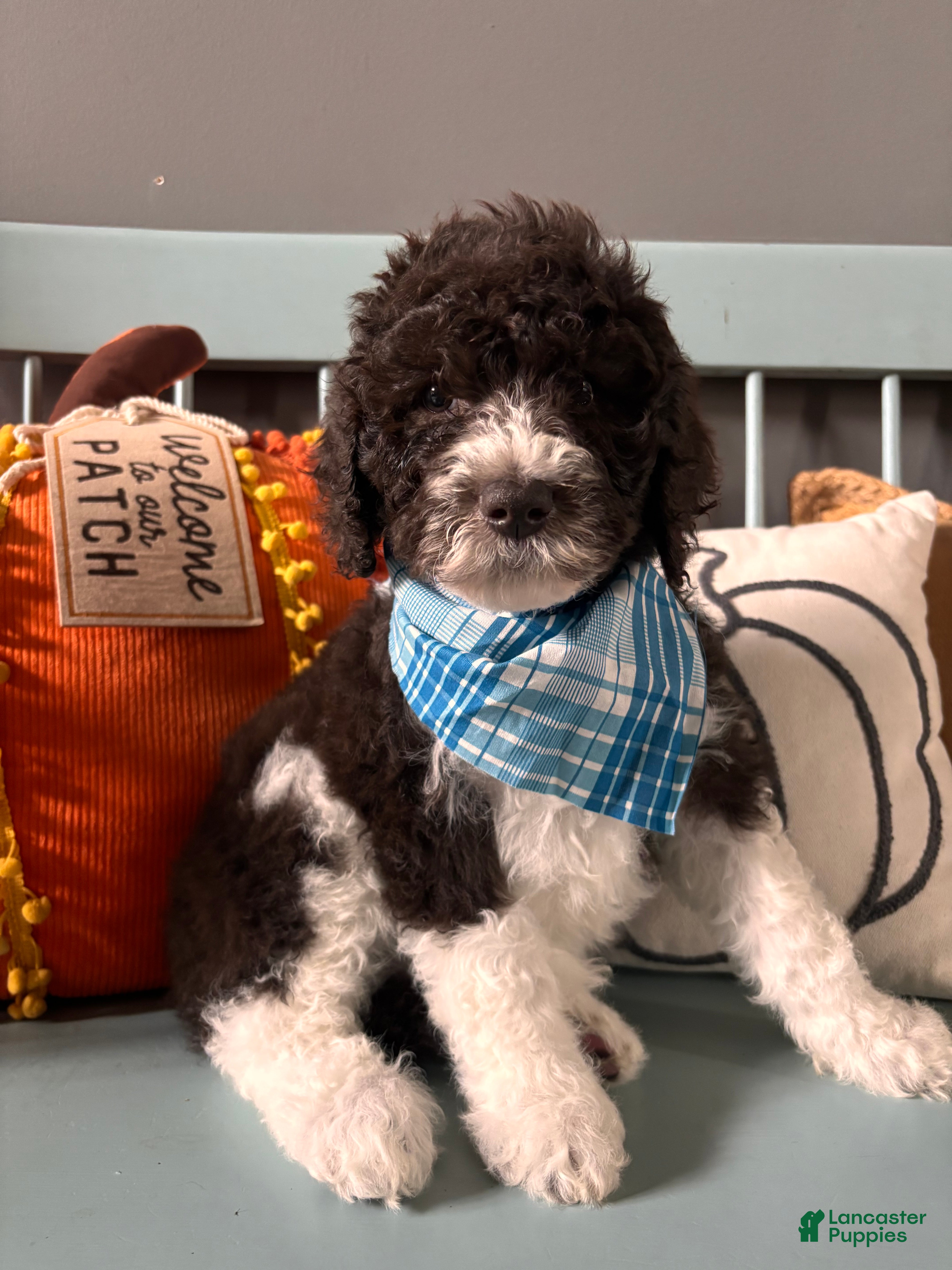 Bernedoodle dogs Rocky - Ad 18