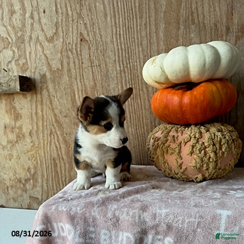 Welsh Corgi Pembroke dogs Edison - Ad 2