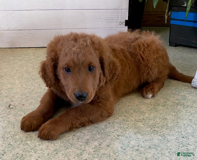 Goldendoodle dogs Gus - Ad 2