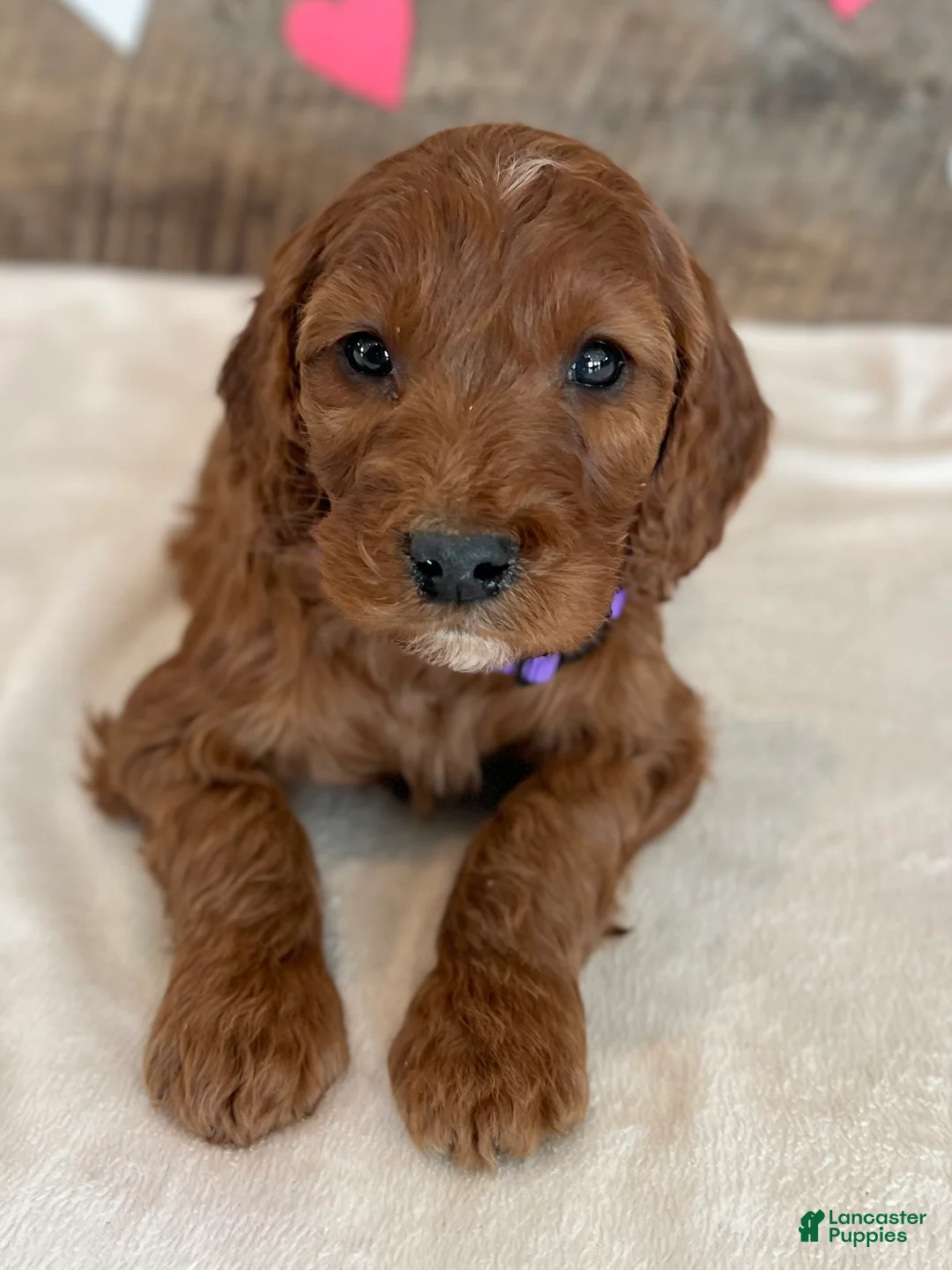 Irish Doodle dogs for sale: Lily - Ad 4