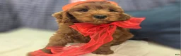 Cockapoo dogs for sale: Milan - Ad 26