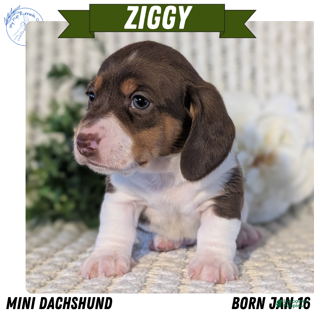 Miniature Dachshund dogs Ziggy - Ad 1