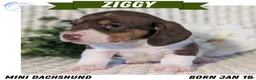 Miniature Dachshund dogs for sale: Ziggy - Ad 1